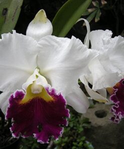 C. CLAISEANA FLAMEA X ORGLADES GRAND ADULTA