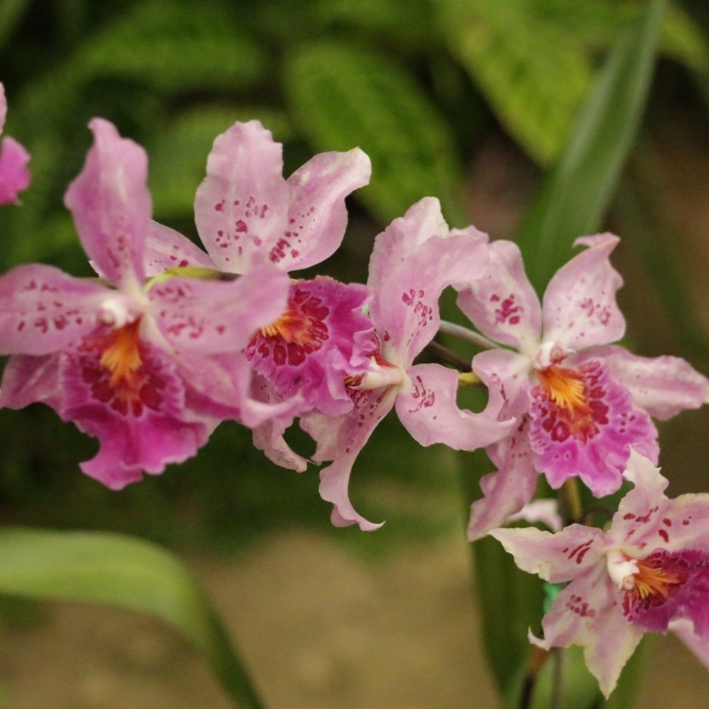 VUYSTEKEARA CARNIVALE RIO ADULTA