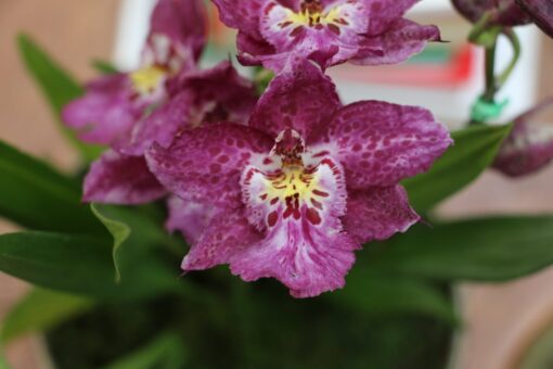 ORQUIDEA YEAH BABY ADULTA