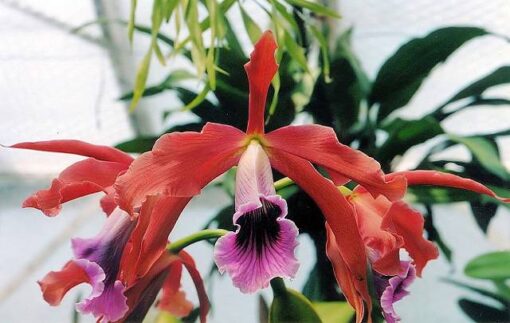 L. TENEBROSA xxxTP X VERDE
