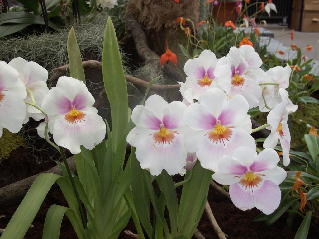 MILTONIA COLOMBIANA ADULTA