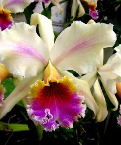 C. FLORES VIVAS  PRÉ ADULTA