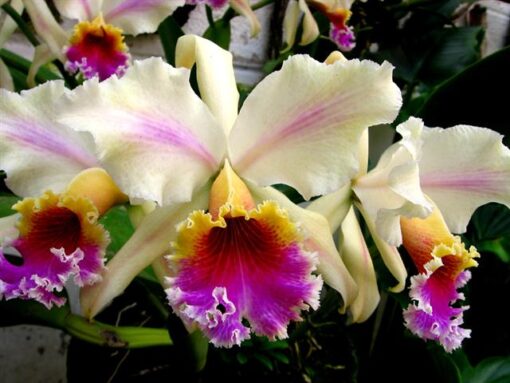 C. FLORES VIVAS MUDA