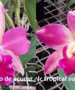 PÃO DE AÇUCAR X TROPICAL SUNSET  PRÉ ADULTA