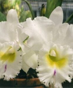 C. PASTORAL ALBA X SELF MUDA 5 A 10 CM