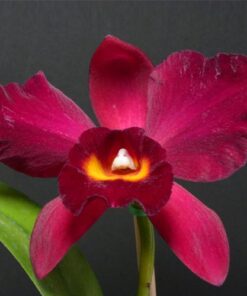 POT. KOZO'S SCARLET 'VI EMI' - CORTE ADULTO
