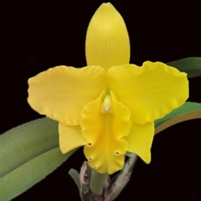 FREE SPIRIT MIAMI SUN - PRÉ ADULTA