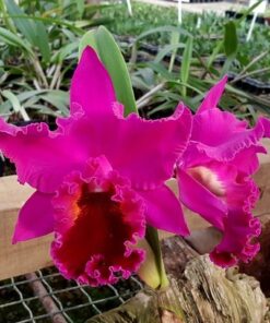 PURPLE RUBY X PIRATE KING   PRÉ ADULTA