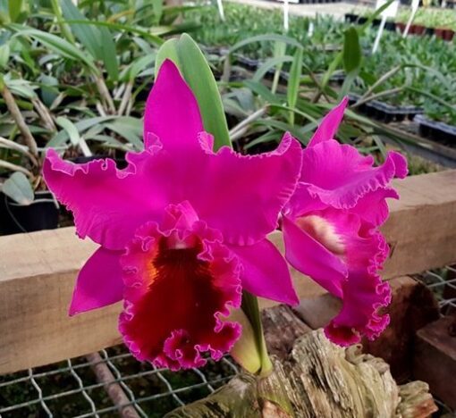PURPLE RUBY X PIRATE KING   PRÉ ADULTA