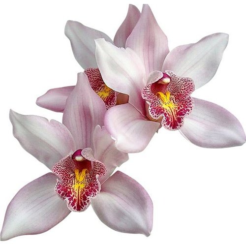 CYMBIDIUM PETIT SUR PRÉSE MUDA DE 10 A 15 CM