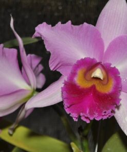 C. PINK DIAMOND  PRÉ ADULTA