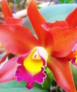 POT. LOVE DRESSY X TROPICAL TRICK - CORTE ADULTO