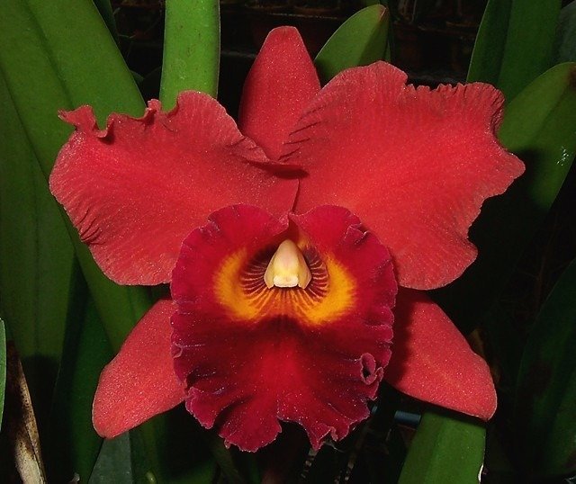 POT RED CRAB KUAN MIAO ADULTA