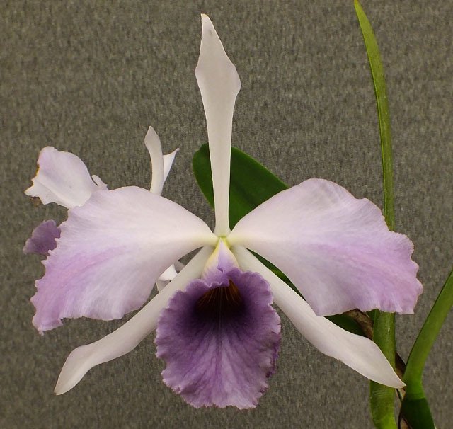 LC. CG. ROEBLING ADULTA