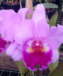 BLC. ROSE WHISPER ADULTA