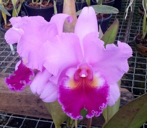 BLC. ROSE WHISPER ADULTA
