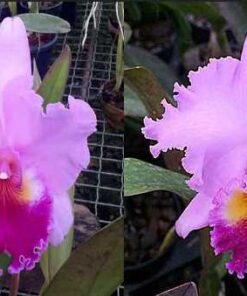 BLC. ROSE WHISPER `SUNSEI´X BLC. DRUMBEAT HERITAGE ADULTA