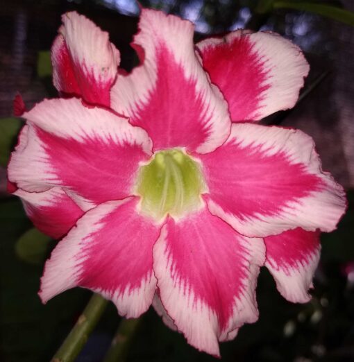 ROSA DO DESERTO ROYAL FLARE