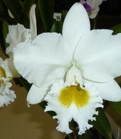 CATLEYA WHITE DIAMOND  PRÉ ADULTA