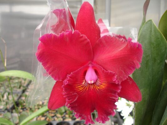 POT. SALLY TAYLOR RED X HORACE MAXIMA - MUDA