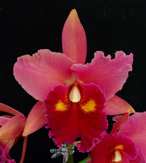 BLC. SALMON SPLENDOR X BLC. CHIA LIN  PRÉ ADULTA