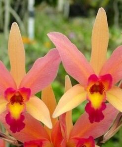 LC. SANTA BARBARA SUNSET ADULTA