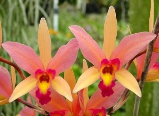 LC. SANTA BARBARA SUNSET ADULTA