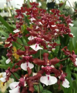 ORQUÍDEA CHOCOLATE -CORTE ADULTO
