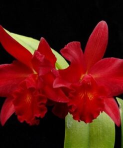 SLC. JEWEL BOX " SHERAZADE"  PRÉ ADULTA