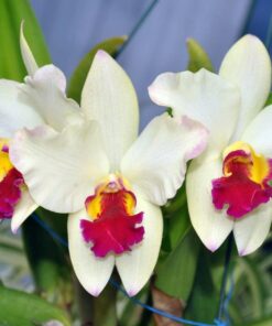 BLC. DOCTOR DAMASIO X GOLDEN ACCLAIM ADULTA