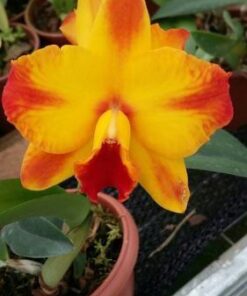 SLC. AYRTON SENNA X AMAZON GOLD MOUNTAIN  PRÉ ADULTA