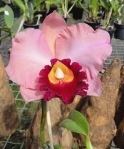 BLC. AMAZON GOLD MOUNTAIN - CORTE ADULTO