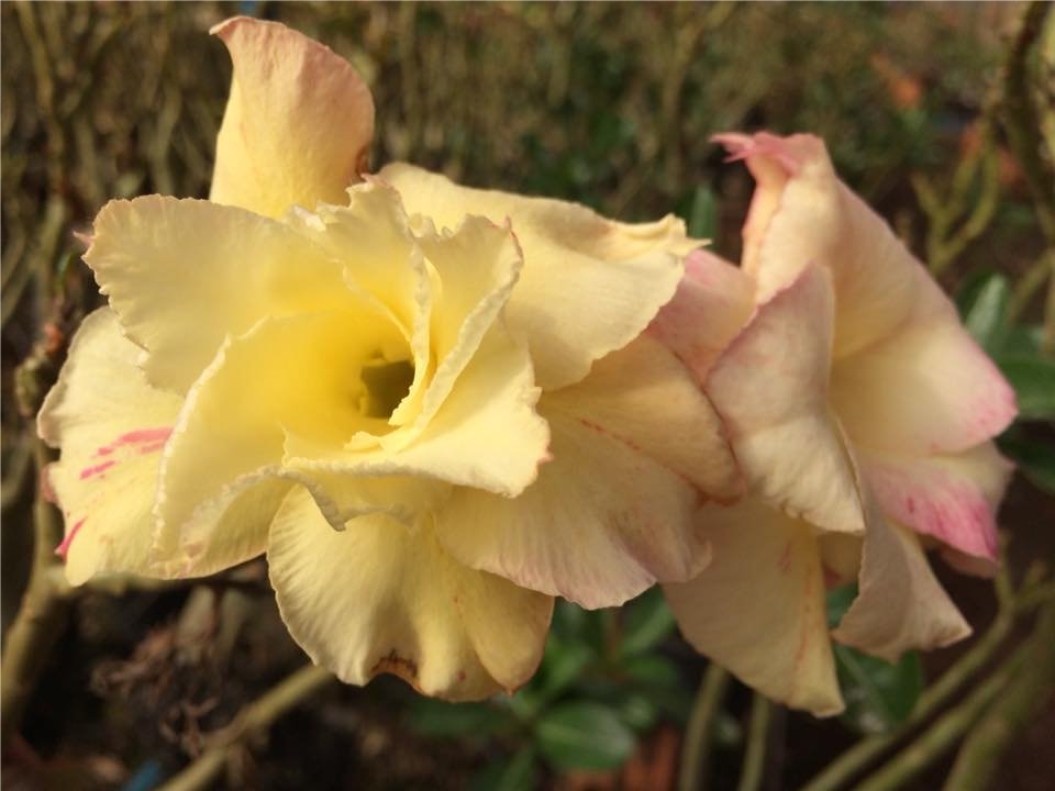 ROSA DO DESERTO TS331