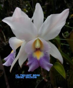 LC. TWILIGHT SONG X C. INTERGLOSSA COERULEA ADULTA