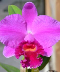 LC. TYDEA X BLC. SUSAN HOLGUIN ADULTA
