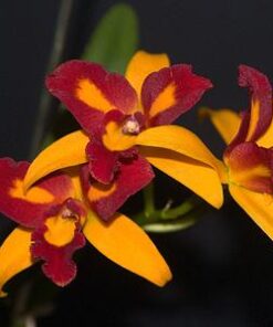 LC. TROPICAL TRICK X BLC. TZENG WEN  PRÉ ADULTA