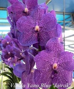VANDA YANO BLUE MUDA