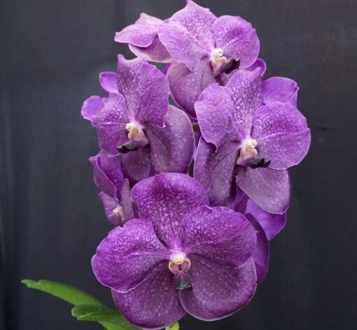 V. FUCH DELIGHT X DR. ANEK  PRÉ ADULTA
