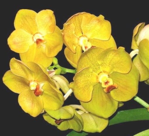 VANDA KULTANA GOLD X SRIVILAS ADULTA