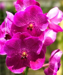 VANDA BITZ´S HEARTTHROB X V. THANARK X V. RATTANA MUDA
