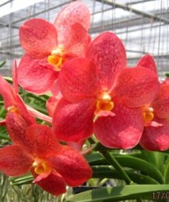 VANDA PEDRO BONETTI X UDOM CHAI MUDA