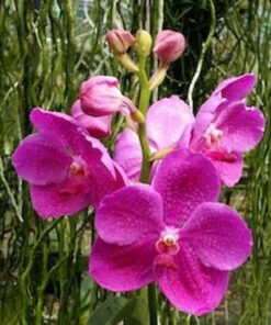 VANDA TANADEE X BITZ´S HEARTHROB MUDA