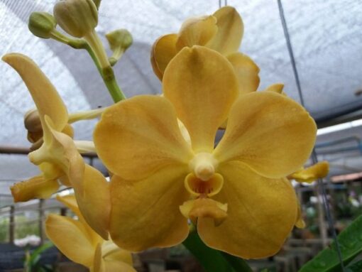 VANDA FUCHS GOLD MUDA