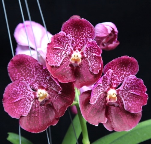 VANDA MADAME RATTANA X FUCHS DELIGHT X DR. ANEK