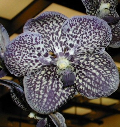 VANDA GORDON DILLON BLACK