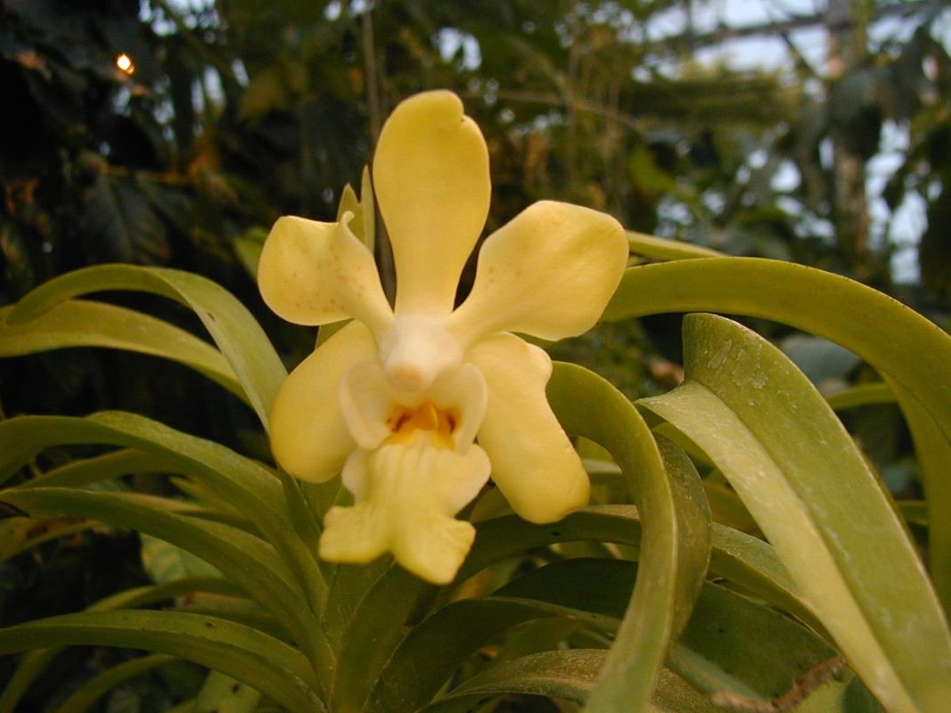 VANDA DENISONIANA MUDA 5 A 10 CM