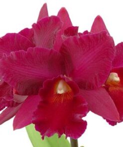 POT HARNG TAY RED QUEEN POT.  PRÉSPEROUS LEE X POT, WANTA ADULTA