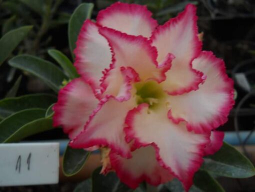 ROSA DO DESERTO TS11