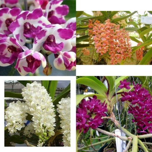 RHYNCHOSTYLIS MISTO PRÉ ADULTO 15 A 30 CM (1 UNIDADE)