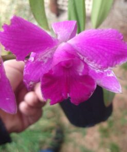 MINI PURPLE ADULTA